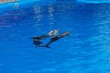 30 мая 2009 года в Харькове официально открылся дельфинарий. Накануне фотокорреспондент «Вечернего Харькова» посмотрел, как готовятся животные к своему первому выступлению.