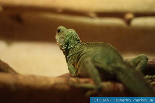 В харьковском зоопарке живут современные драконы