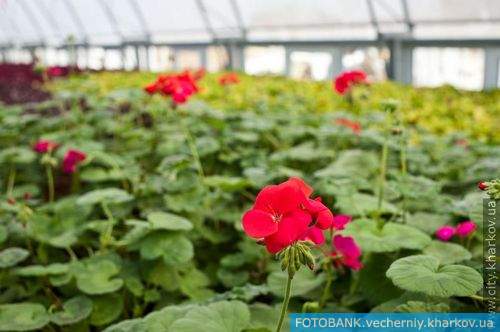 В Харькове заработала современная теплица для выращивания цветов