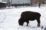 Зима в Харьковском зоопарке: просто красота