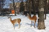 Зима в Харьковском зоопарке: просто красота