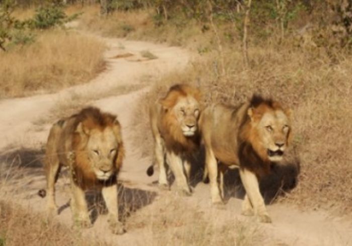сафари львы на охоте видео