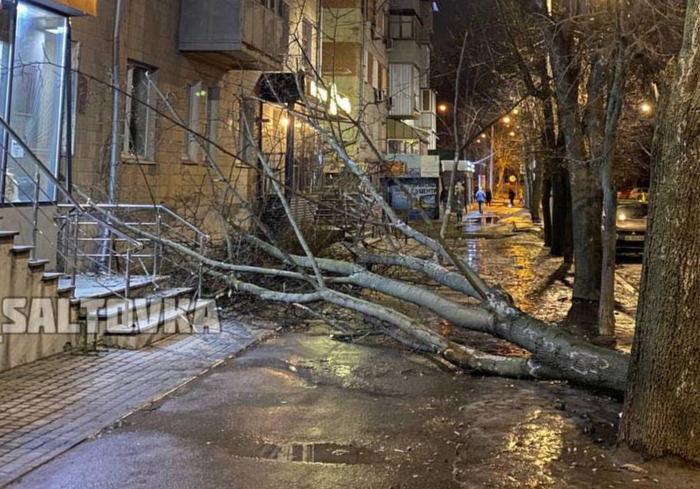 Ночью из-за непогоды в Харькове упали три дерева